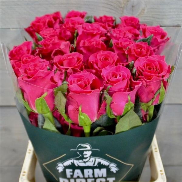 <h4>R GR HOT EXPLORER</h4>