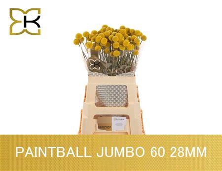 <h4>Cras Paintball Jumbo</h4>