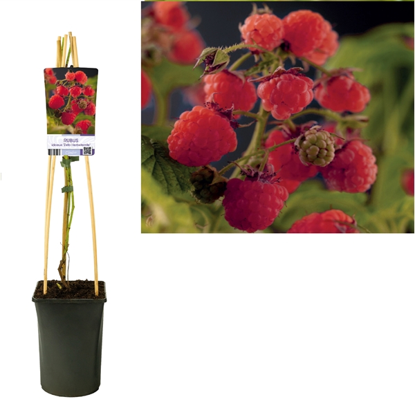 <h4>Rubus idaeus 'Zefa Herbsternte' +light label</h4>