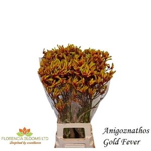 ANIGOZ GOLD FEVER