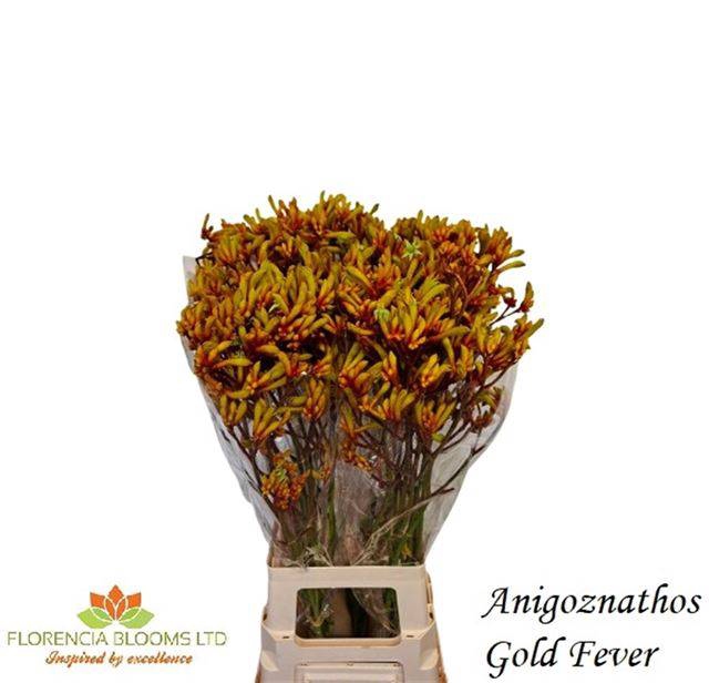 <h4>ANIGOZ GOLD FEVER</h4>