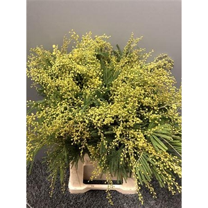 Acacia Dealbata Gaulois