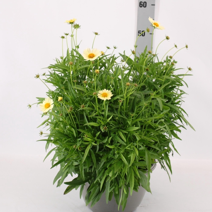 <h4>CORE GRANDIFLORA</h4>