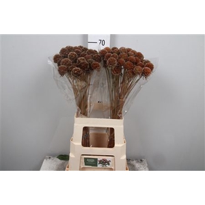 Scabiosa St Klb H% Or