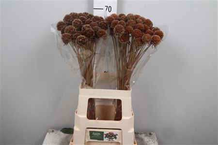 <h4>Scabiosa St Klb H% Or</h4>