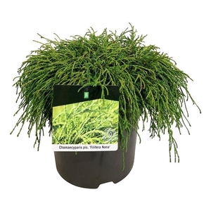 Chamaecyparis p. 'Filifera Nana'
