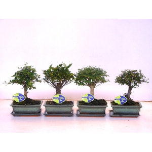 Bonsai mix, indoor, 20cm., broom, with drip tray