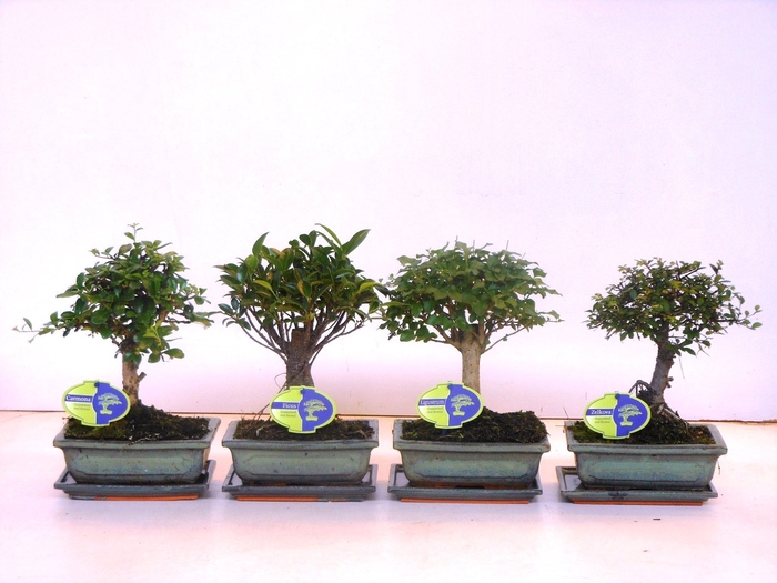 <h4>Bonsai mix, indoor, 20cm., broom, with drip tray</h4>