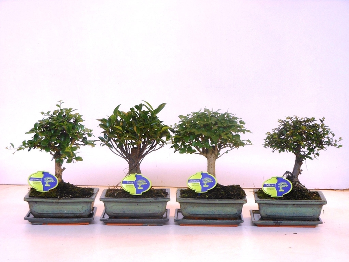 <h4>Bonsai mix, indoor, 20cm., broom, with drip tray</h4>