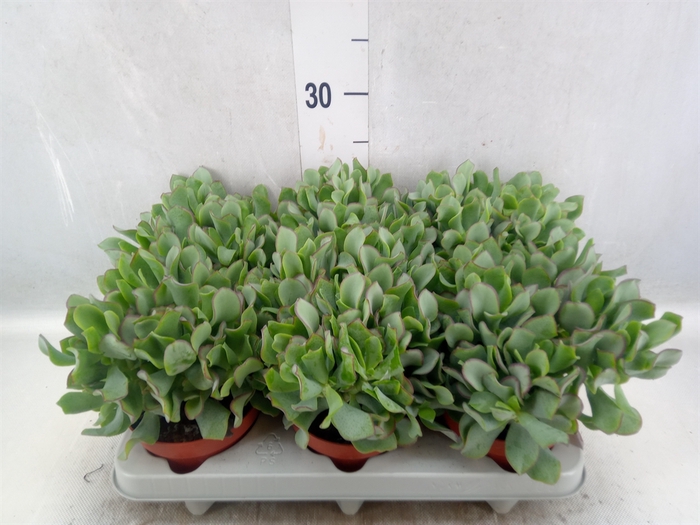 <h4>Crassula arborescens 'Curly'</h4>