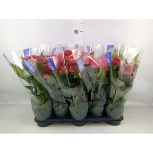 Anthurium andr. 'Karma Red'