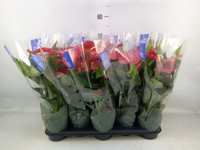 <h4>Anthurium andr. 'Karma Red'</h4>