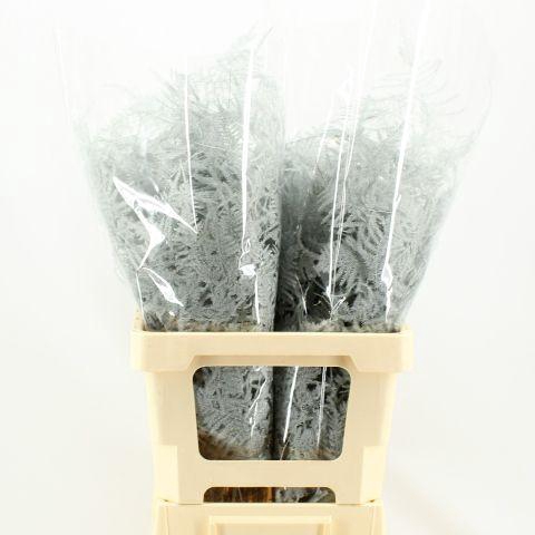 <h4>ASP OV KLB H%</h4>