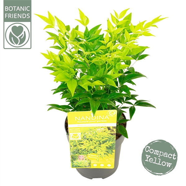 <h4>Nandina dom. 'Magical Lemon and Lime'</h4>