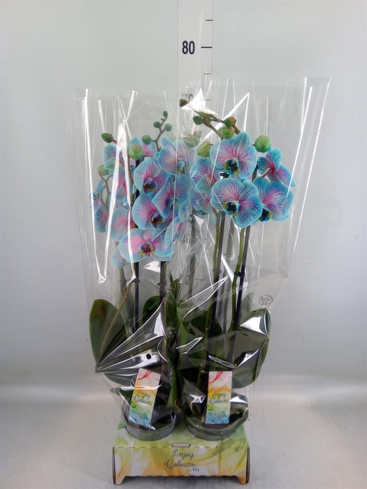 <h4>Phalaenopsis ...</h4>