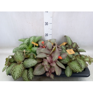 Episcia   ...