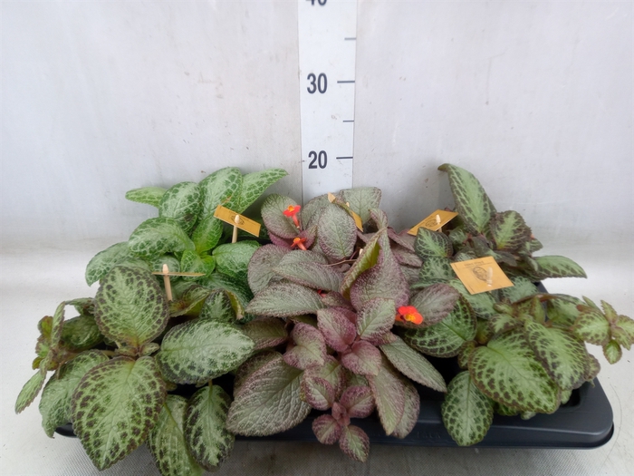 <h4>Episcia   ...</h4>