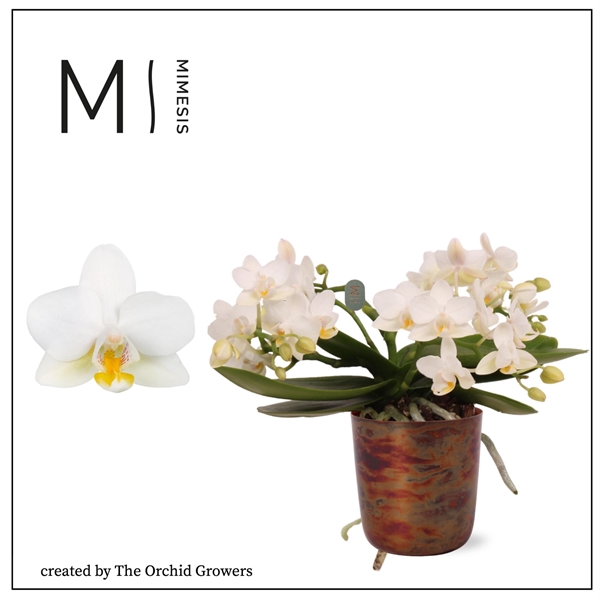 <h4>Mimesis Phal. Nazare - 2 spike 9cm in Jess Old Camel ceramic</h4>