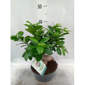 Ficus microcarpa 'Ginseng'