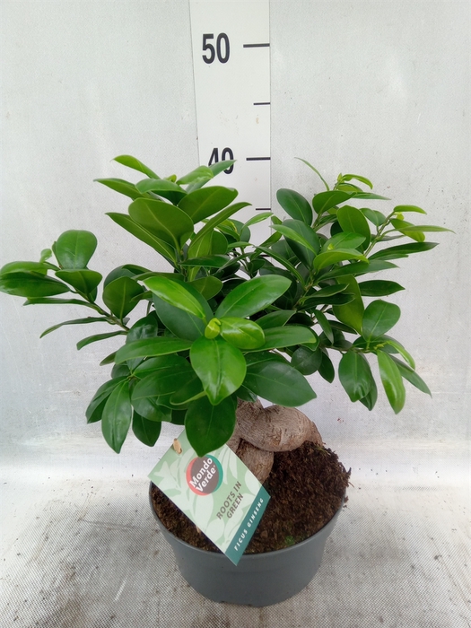 <h4>Ficus microcarpa 'Ginseng'</h4>