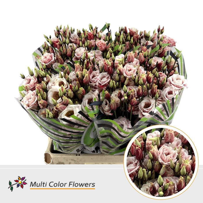 <h4>Eus G Ruby Red</h4>