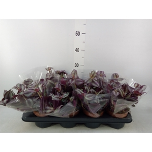 Tradescantia zebr. 'Violet Hill'