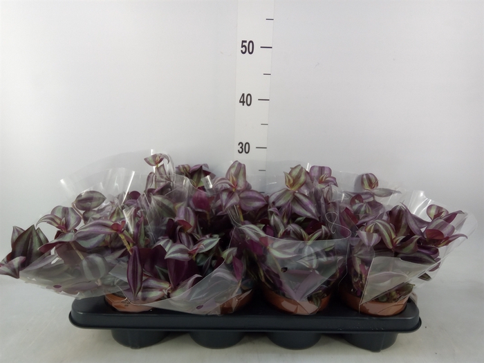 <h4>Tradescantia zebr. 'Violet Hill'</h4>
