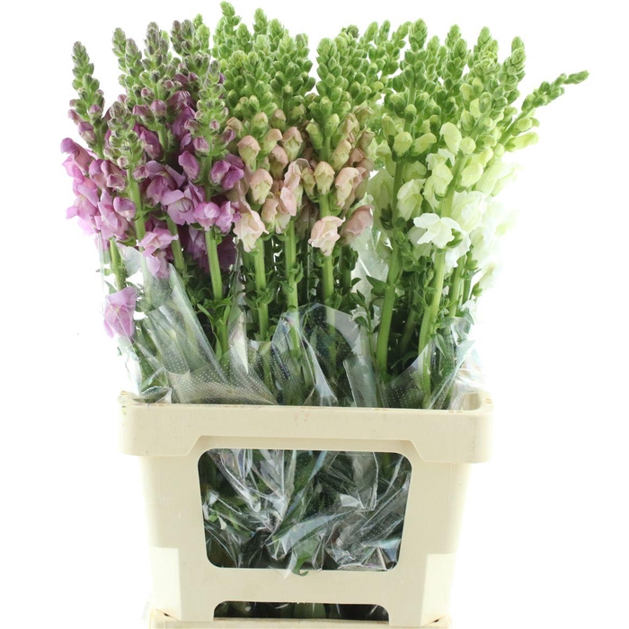 <h4>Antir Op Mix In Bucket</h4>