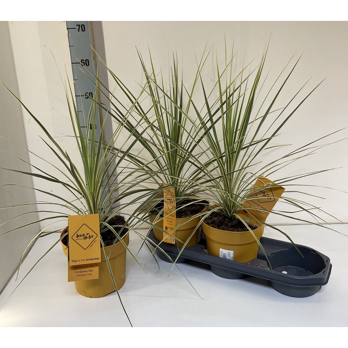 <h4>Cordyline australis Green Star</h4>