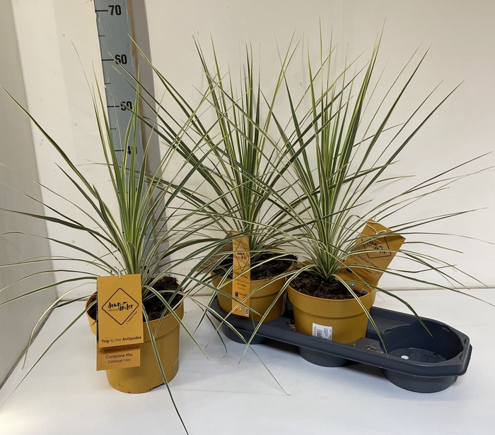 Cordyline australis Green Star