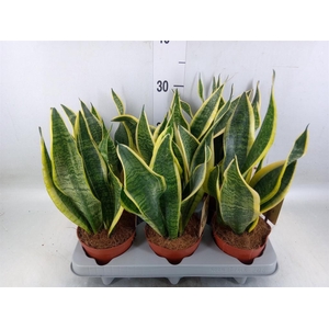 Sansevieria trifa. 'Futura Superba'