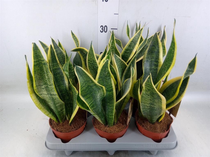 <h4>Sansevieria trifa. 'Futura Superba'</h4>