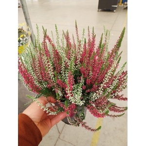 Calluna Garden Girls twin