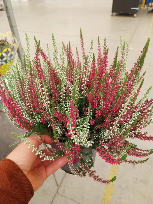 <h4>Calluna Garden Girls twin</h4>