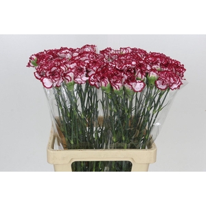Dianthus St Bacarat
