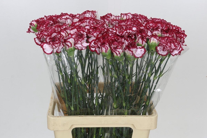 <h4>Dianthus St Bacarat</h4>