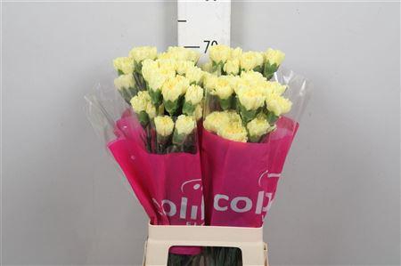 <h4>Di St Hermes</h4>