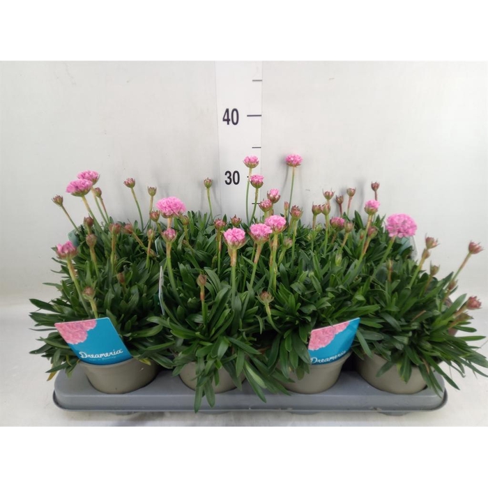 <h4>Armeria pseud. 'Dreameria Sweet Dr'</h4>