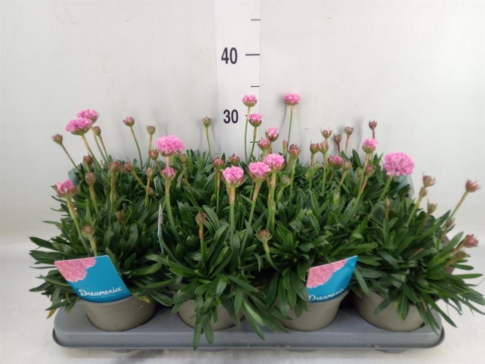 <h4>Armeria pseud. 'Dreameria Sweet Dr'</h4>