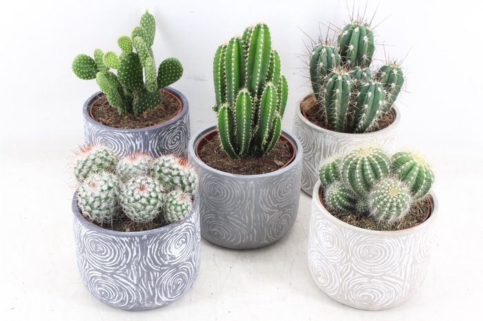 <h4>arr3 OV - Ker. Toledo Cactus</h4>
