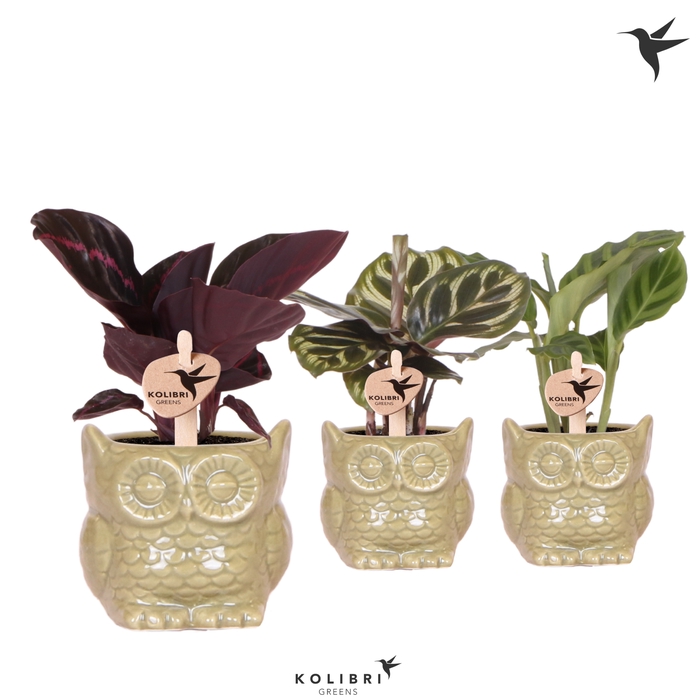 <h4>Calathea Gemengd Keramiek Owl Green</h4>