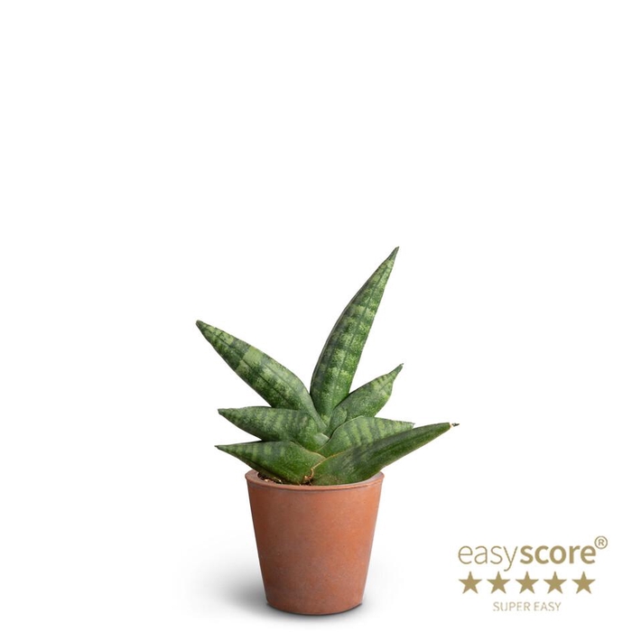 <h4>SANSEVIERIA BONCELLENSIS P7</h4>
