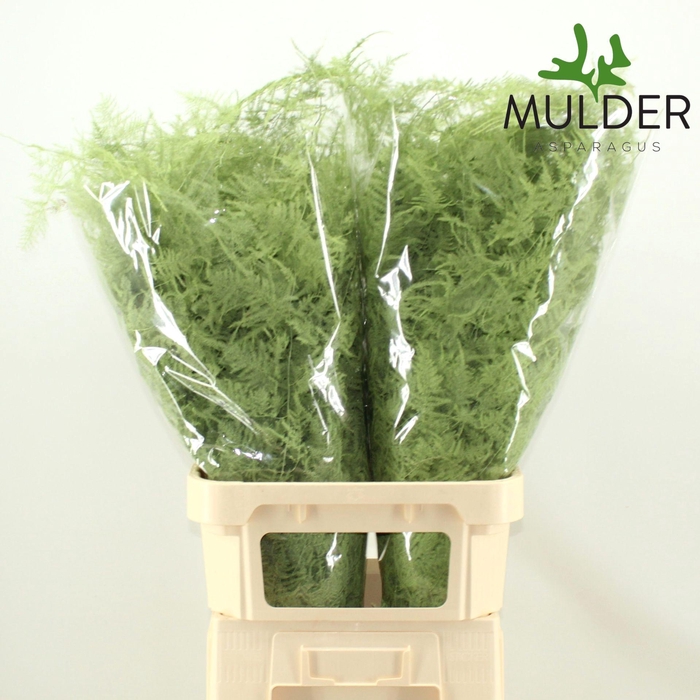 <h4>ASP OV KLB H%</h4>