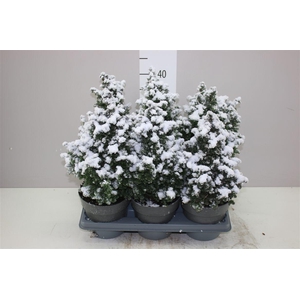 Chamaecyparis Th Top Point Snow