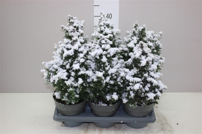 <h4>Chamaecyparis Th Top Point Snow</h4>