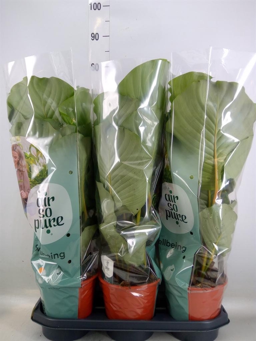 <h4>Calathea orbifolia</h4>