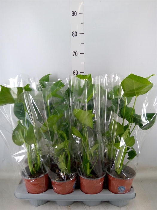 <h4>Monstera delic.</h4>