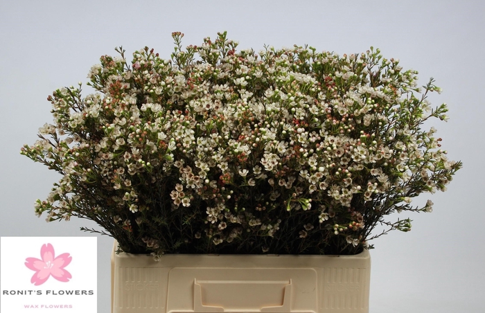 <h4>CHAME BLONDIE</h4>