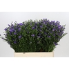 Aster Casamare