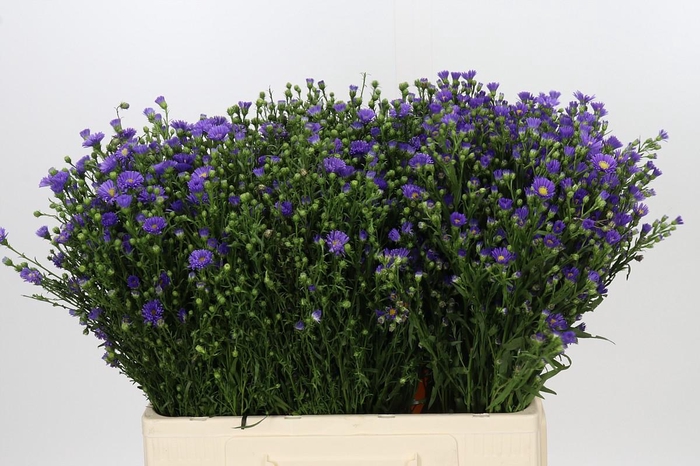 <h4>Aster Casamare</h4>